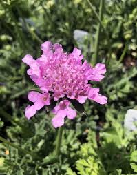 Image result for Scabiosa columbaria