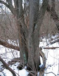 Attēlu rezultāti vaicājumam “Pyrus communis bud”