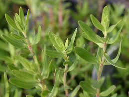 Image result for Ysop