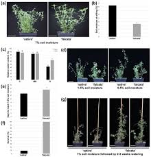 Attēlu rezultāti vaicājumam “Medicago sativa subsp. falcata fruit”