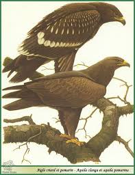 Attēlu rezultāti vaicājumam “Aquila pomarina”