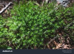 Attēlu rezultāti vaicājumam “Polytrichum strictum”