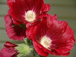 Attēlu rezultāti vaicājumam “Alcea rosea”