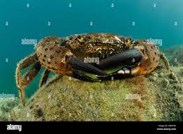 Image result for Eriphia verrucosa