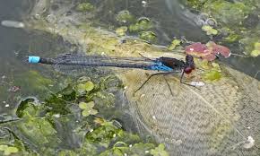 Attēlu rezultāti vaicājumam “Erythromma najas”