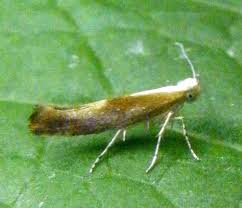 Attēlu rezultāti vaicājumam “Argyresthia albistria”