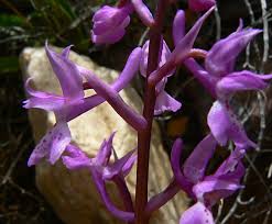 Attēlu rezultāti vaicājumam “Orchis mascula leaf”