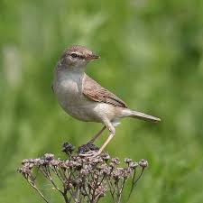 Image result for Hippolais caligata