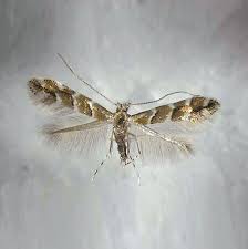 Attēlu rezultāti vaicājumam “Cameraria ohridella”