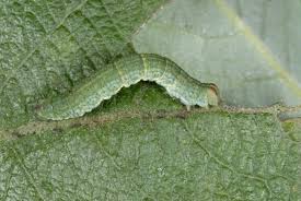 Attēlu rezultāti vaicājumam “Lomaspilis marginata”