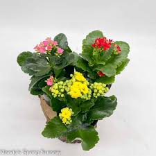 Image result for Kalanchoe blossfeldiana