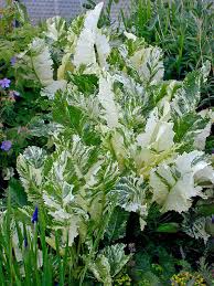 Attēlu rezultāti vaicājumam “Armoracia rusticana”