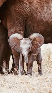 Image result for sad elephant