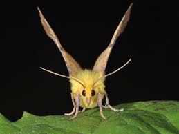 Attēlu rezultāti vaicājumam “Ennomos alniaria”