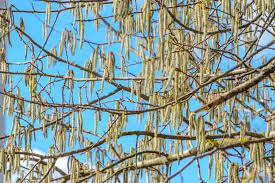 Attēlu rezultāti vaicājumam “Populus tremula”