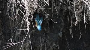 Attēlu rezultāti vaicājumam “Alcedo atthis nest”
