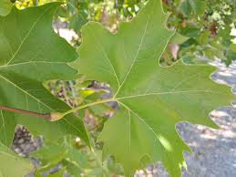 Attēlu rezultāti vaicājumam “Platanus x hispanica (syn. Platanus x acerifolia) leaf”