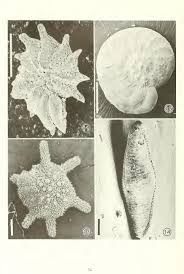 Attēlu rezultāti vaicājumam “Licea pusilla young”