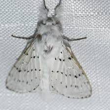 Attēlu rezultāti vaicājumam “Cribraria intricata macro”