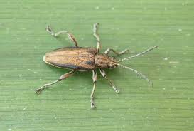 Attēlu rezultāti vaicājumam “Donacia”