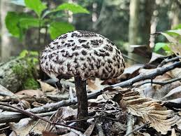 Attēlu rezultāti vaicājumam “Strobilomyces strobilaceus”