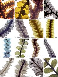 Attēlu rezultāti vaicājumam “Lophocolea bidentata”