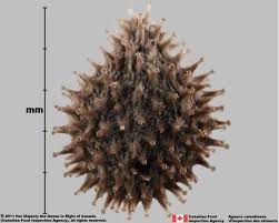 Attēlu rezultāti vaicājumam “Cynoglossum officinale fruit”