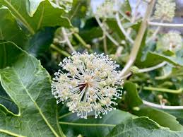 Attēlu rezultāti vaicājumam “Jacobaea paludosa leaf”