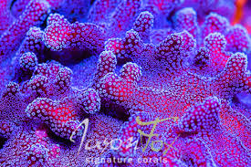 Attēlu rezultāti vaicājumam “Cordyceps stylophora”