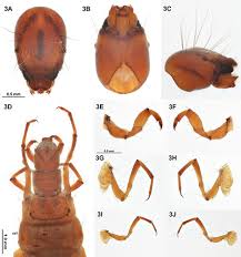 Attēlu rezultāti vaicājumam “Limnephilus larva”