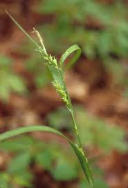 Attēlu rezultāti vaicājumam “Carex loliacea”