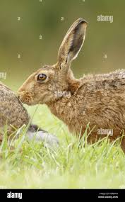 Attēlu rezultāti vaicājumam “Lepus europaeus adult”