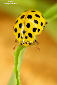 Attēlu rezultāti vaicājumam “Psyllobora vigintiduopunctata”