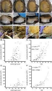 Attēlu rezultāti vaicājumam “Chara aspera male”