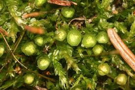 Attēlu rezultāti vaicājumam “Tetraphis pellucida”