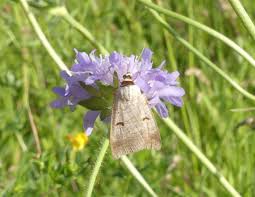 Attēlu rezultāti vaicājumam “Lygephila pastinum”