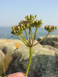 Attēlu rezultāti vaicājumam “Conioselinum tataricum”
