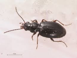 Attēlu rezultāti vaicājumam “Bembidion sp.”