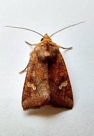 Attēlu rezultāti vaicājumam “Amphipoea”