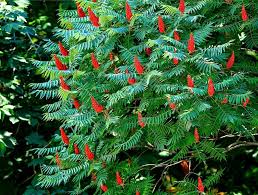 Attēlu rezultāti vaicājumam “Rhus typhina leaf”