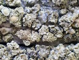 Attēlu rezultāti vaicājumam “Lecanora conizaeoides”