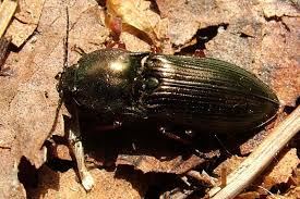 Attēlu rezultāti vaicājumam “Selatosomus aeneus”