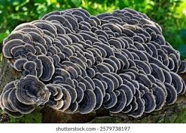 Attēlu rezultāti vaicājumam “Trametes versicolor”