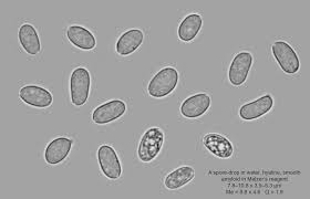 Attēlu rezultāti vaicājumam “Stereum rugosum”