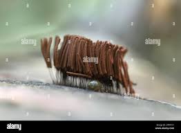 Attēlu rezultāti vaicājumam “Stemonitis herbatica spores”