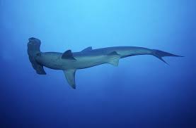 Image result for Sphyrna media