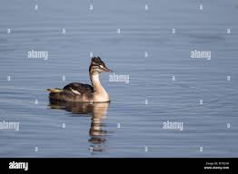 Attēlu rezultāti vaicājumam “Podiceps cristatus juvenile”