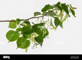 Attēlu rezultāti vaicājumam “Tilia platyphyllos Laciniata fruit”