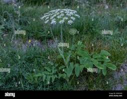 Attēlu rezultāti vaicājumam “Laserpitium latifolium flower”
