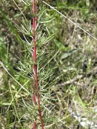 Attēlu rezultāti vaicājumam “Artemisia campestris”